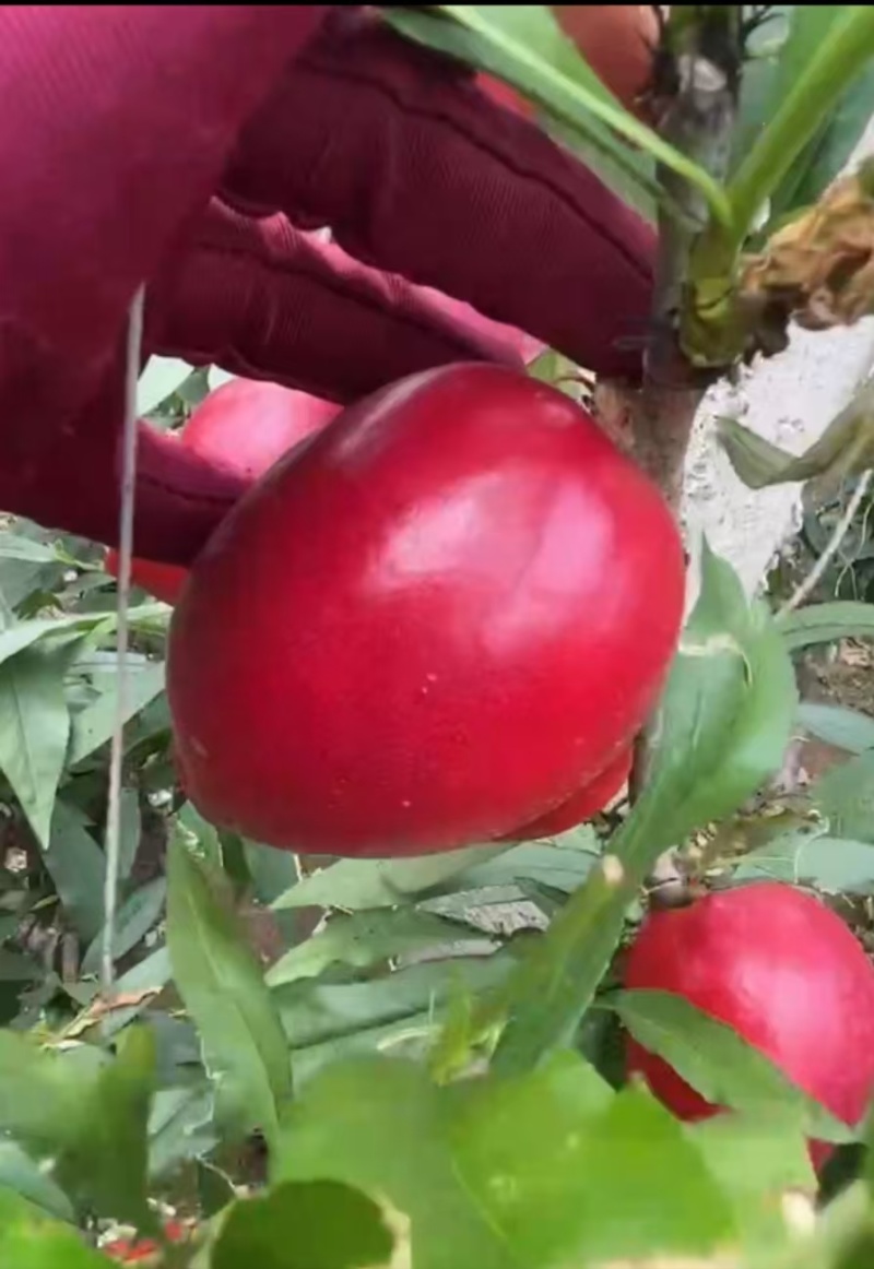 秦皇岛大棚油桃