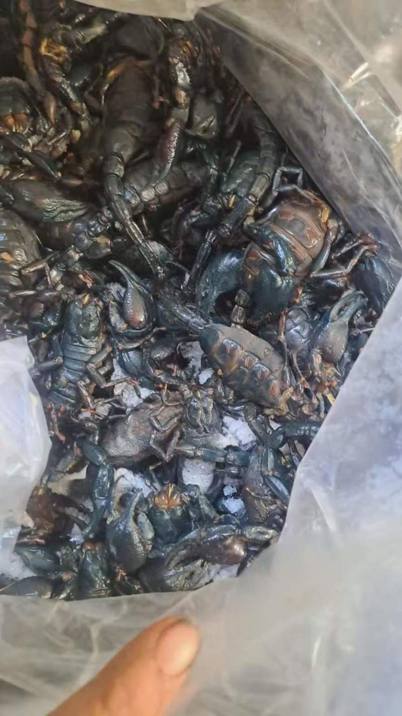 黑蝎子，冰冻黑蝎子