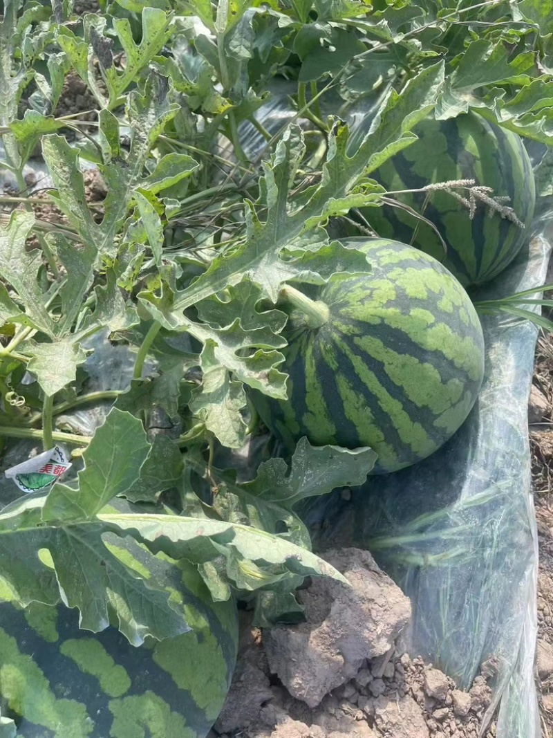 精品无籽美都麒麟西瓜基地直发一手货源量大从优欢迎采购