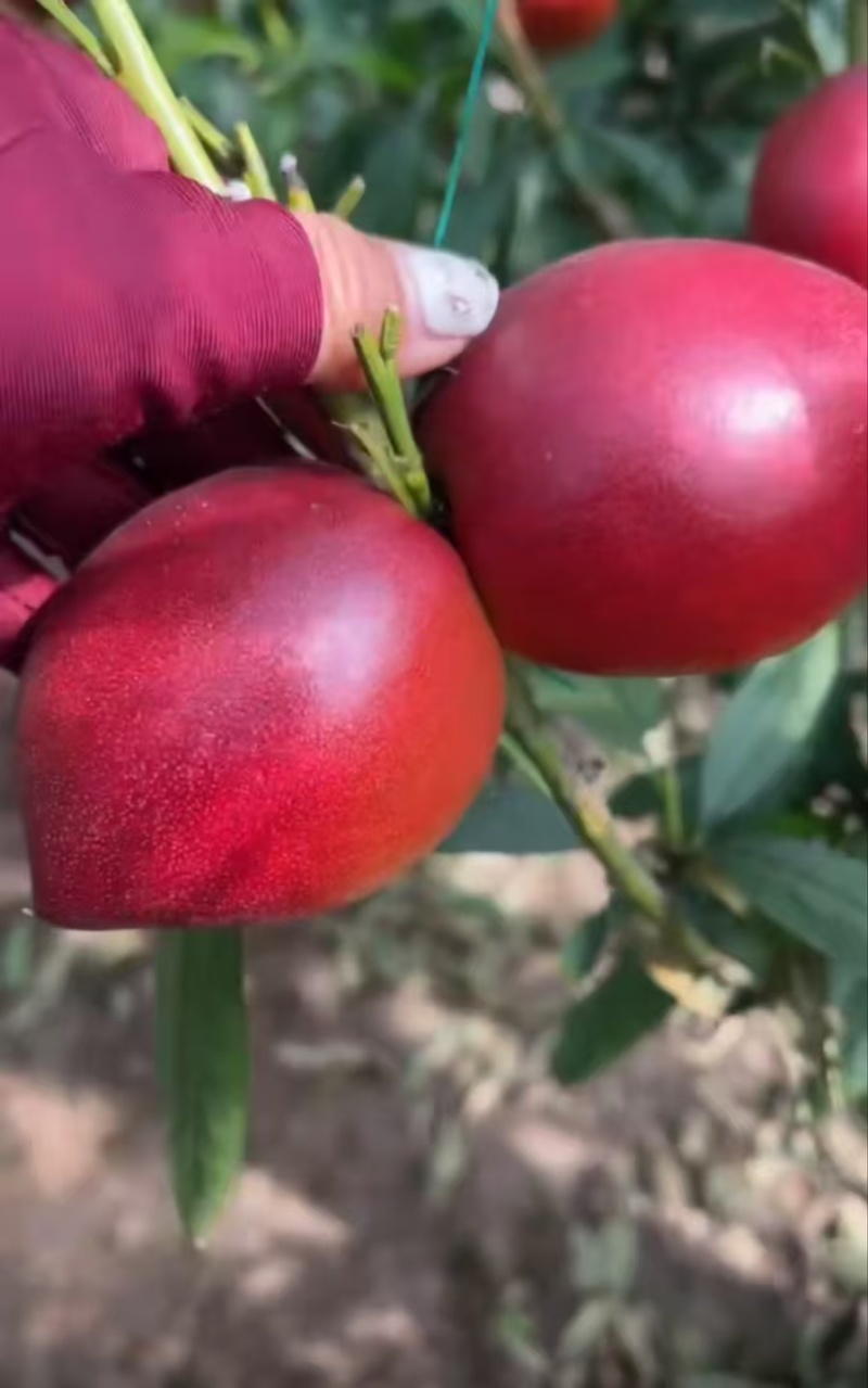 秦皇岛大棚油桃
