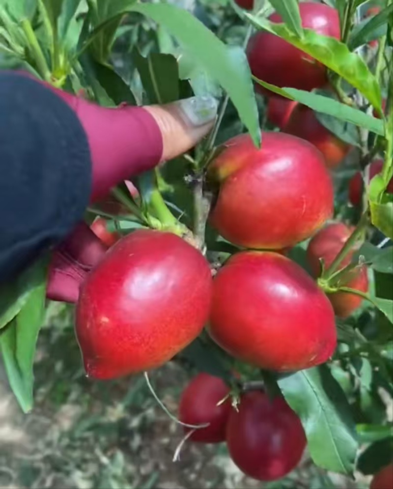 秦皇岛大棚油桃