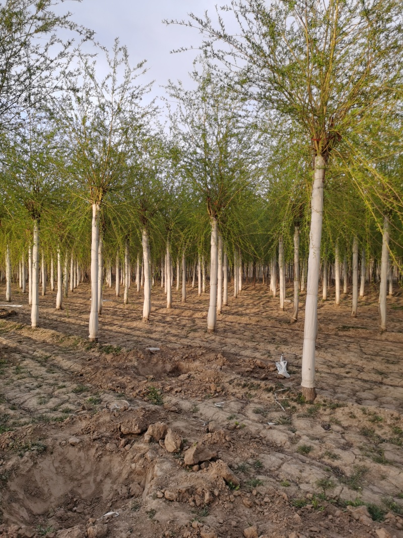 【推荐】金丝垂柳一手货源量大价优可视频看货欢迎来电咨询