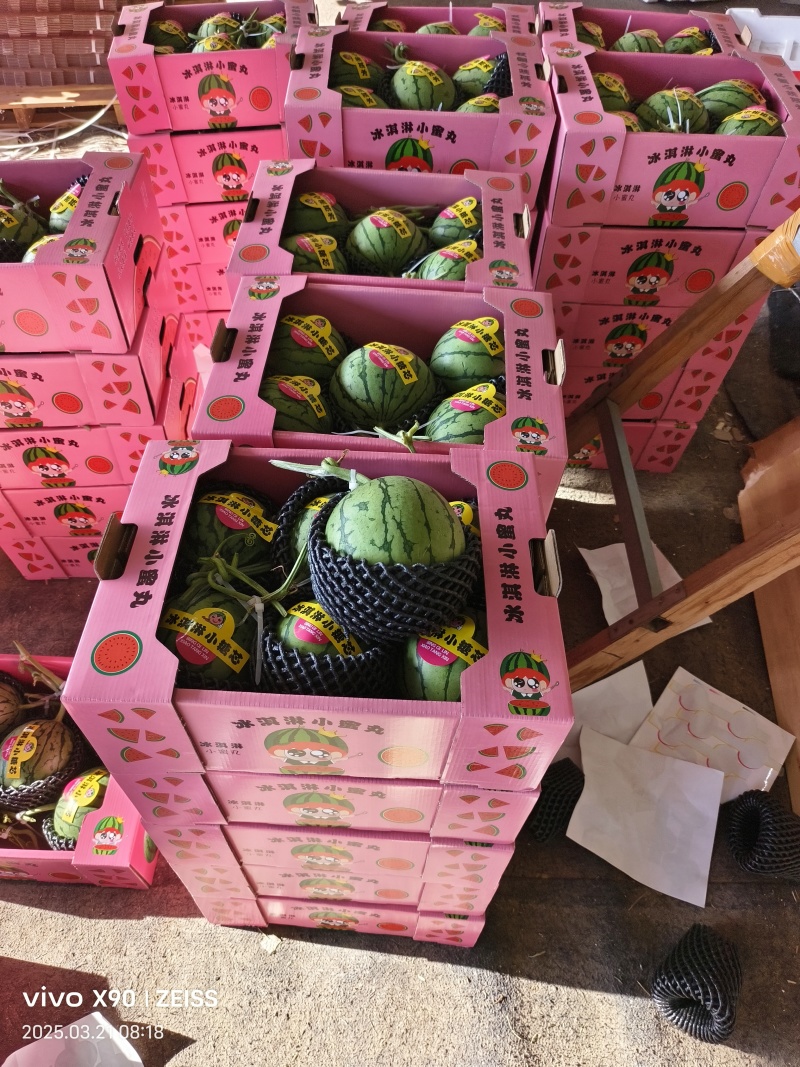 小糖丸西瓜