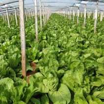 河北保定精品大白菜大量供应产地直发量大从优欢迎来电
