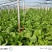 河北保定精品大白菜大量供应产地直发量大从优欢迎来电