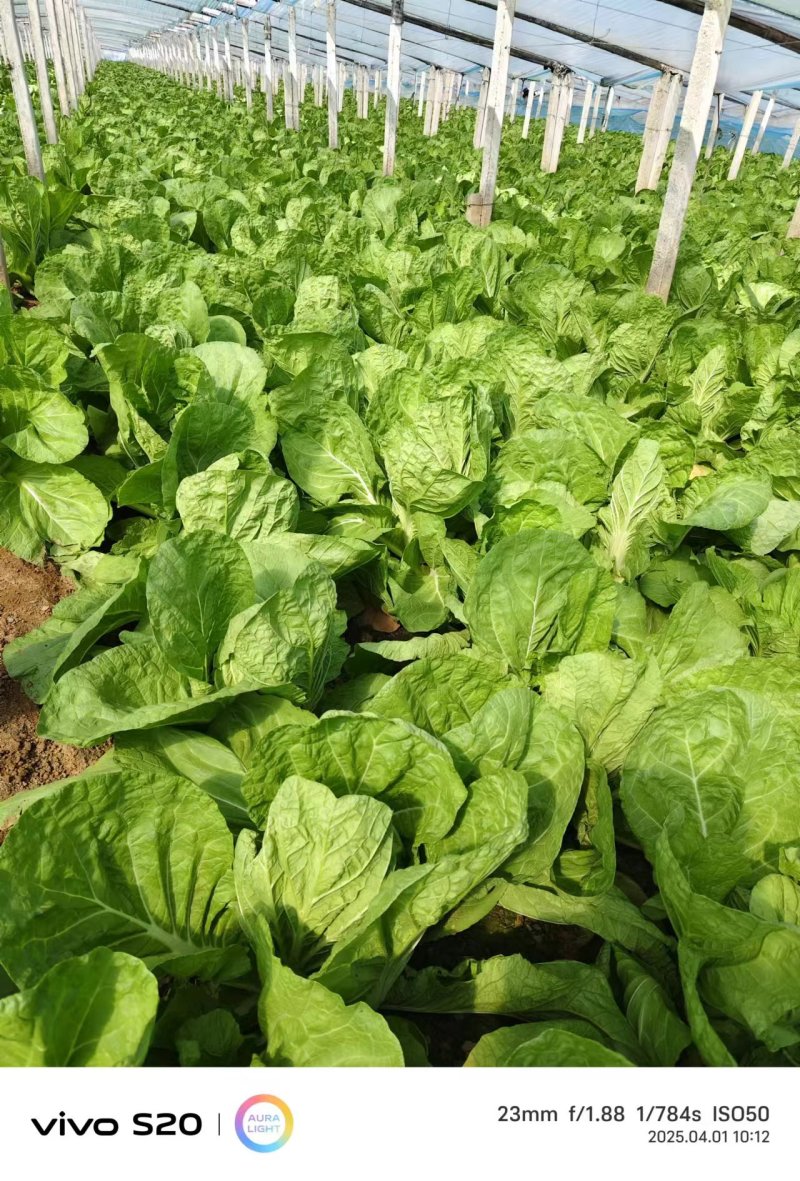 河北保定精品大白菜大量供应产地直发量大从优欢迎来电