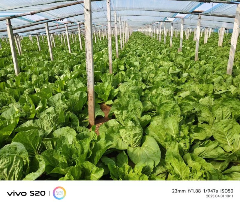 河北保定精品大白菜大量供应产地直发量大从优欢迎来电