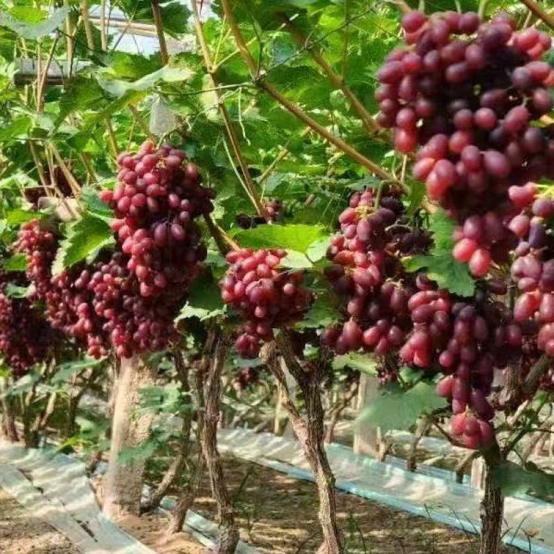 巨盛一号葡萄大量上市品质保证支持视频看货欢迎来电