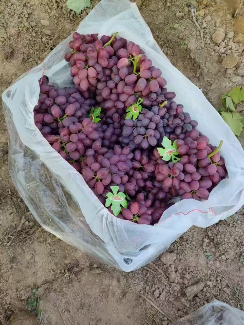 巨盛一号葡萄大量上市品质保证支持视频看货欢迎来电
