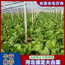 河北保定大白菜大量供应产地直发欢迎来电咨询合作