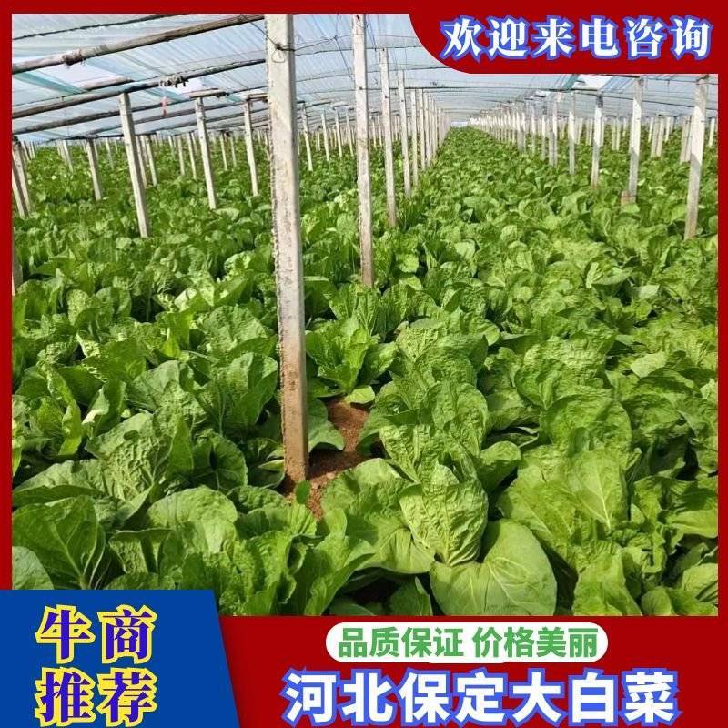 河北保定大白菜大量供应产地直发欢迎来电咨询合作