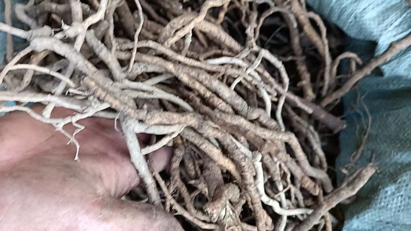 大通草根大量现货欢迎各位老板前来考察量大优惠