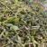 2025新鲜构树穗棒构野菜野生构棒构絮构棒槌蒲穗