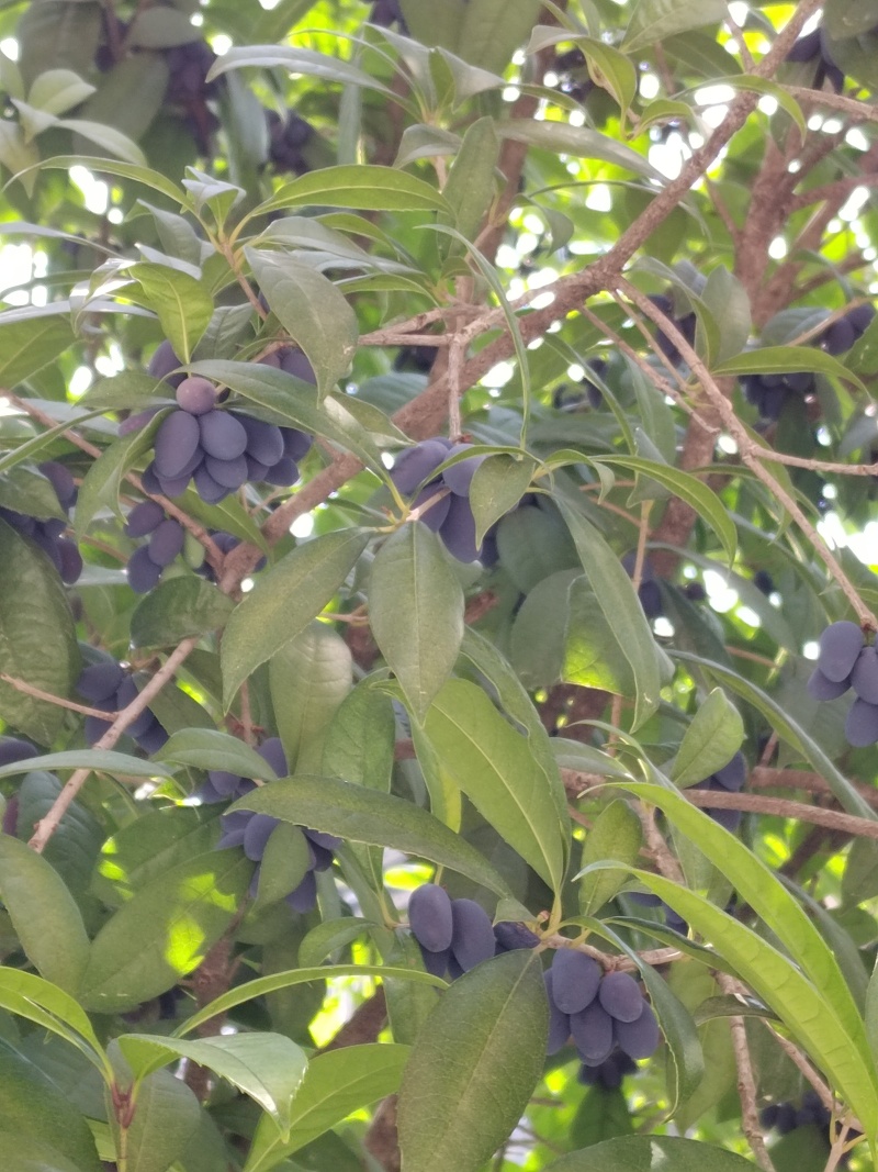 鲜桂籽，干货