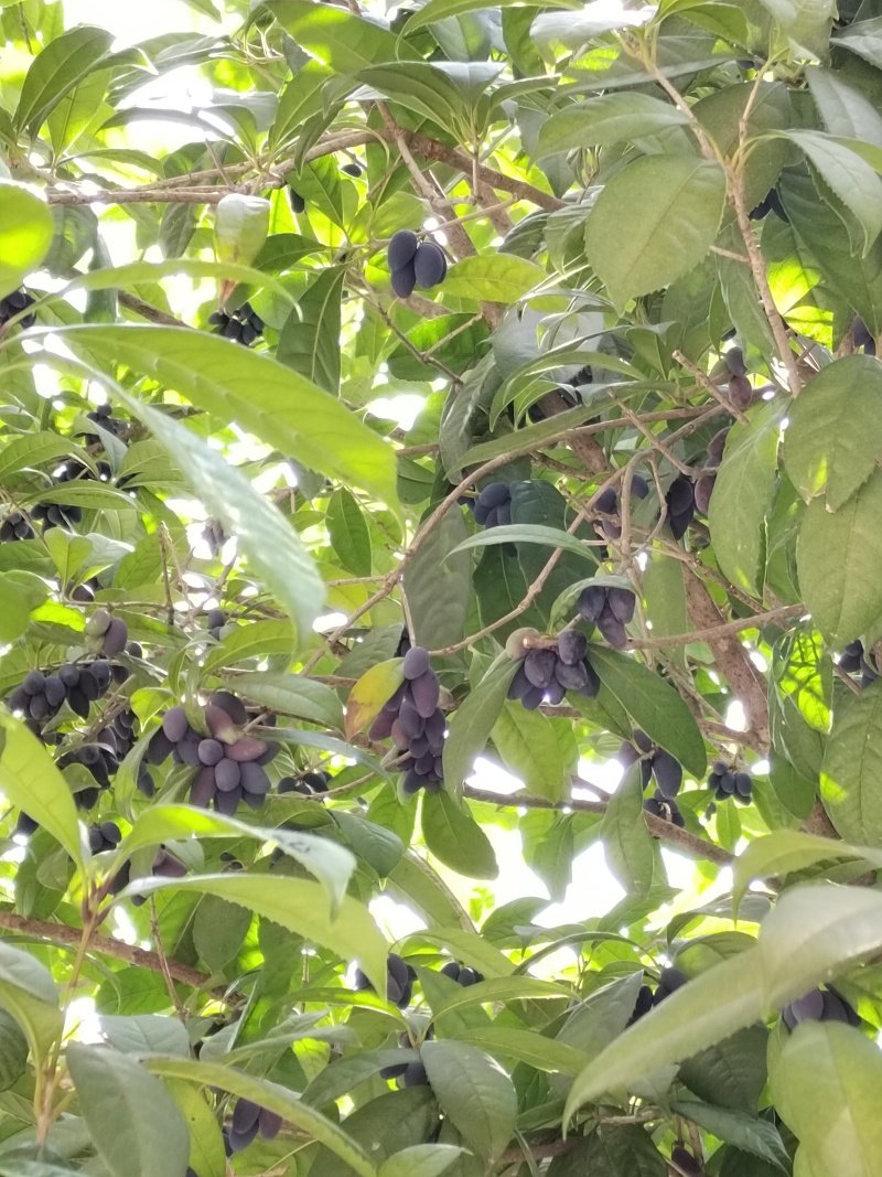 鲜桂籽，干货