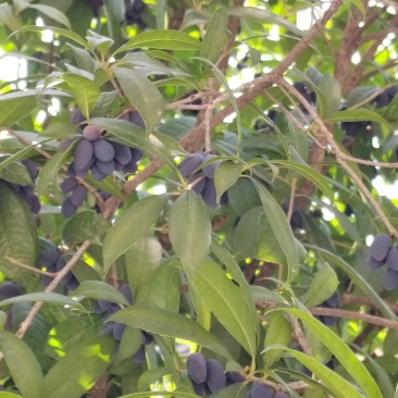 鲜桂籽，干货