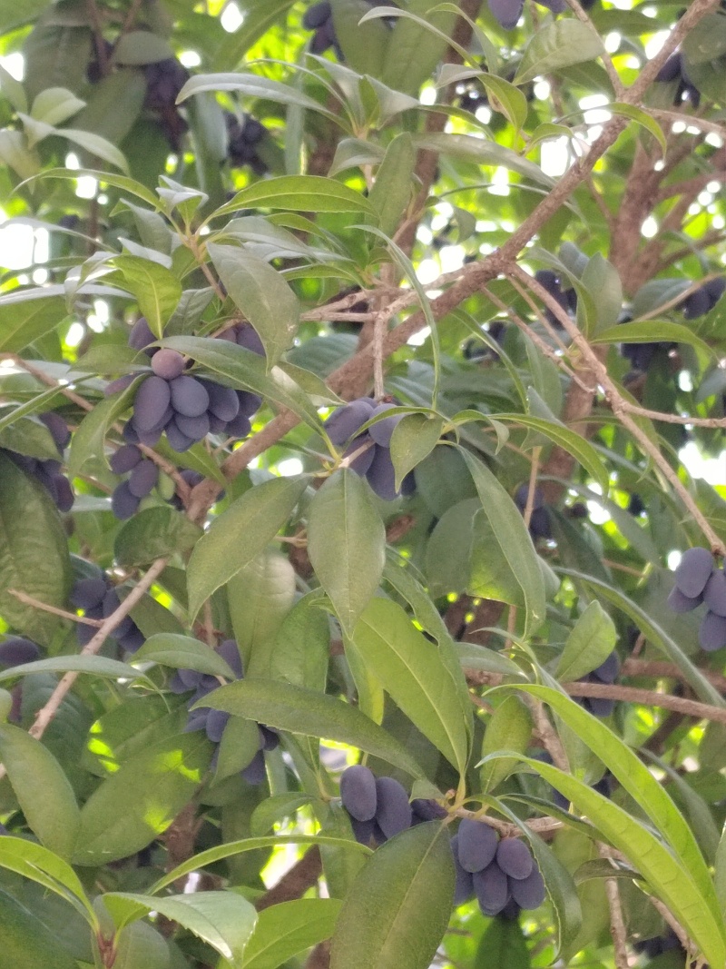 鲜桂籽，干货