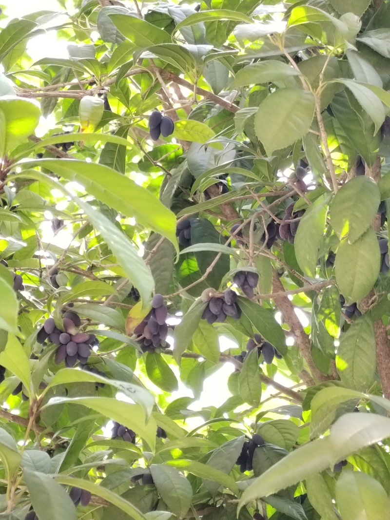 鲜桂籽，干货