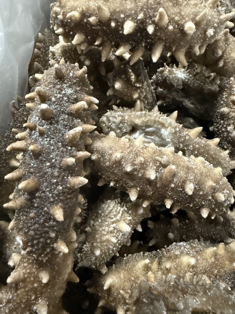 辽参鲜食海参来了
