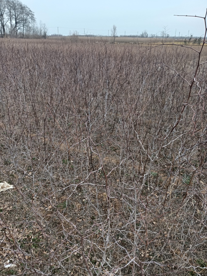 药用酸枣苗基地酸枣苗批发酸枣苗产地直销