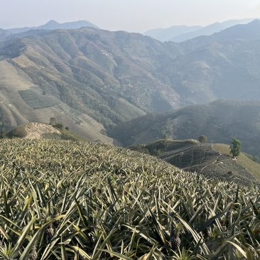 香水小菠萝