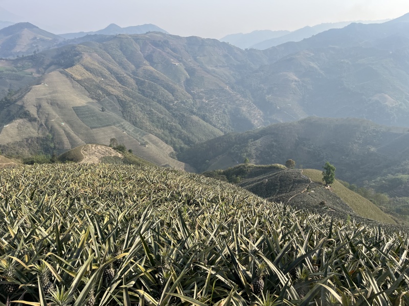香水小菠萝