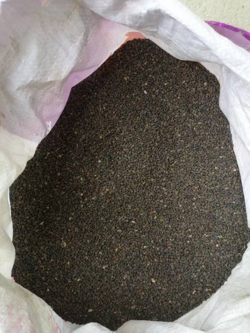 甘肃岷县黄芪种子