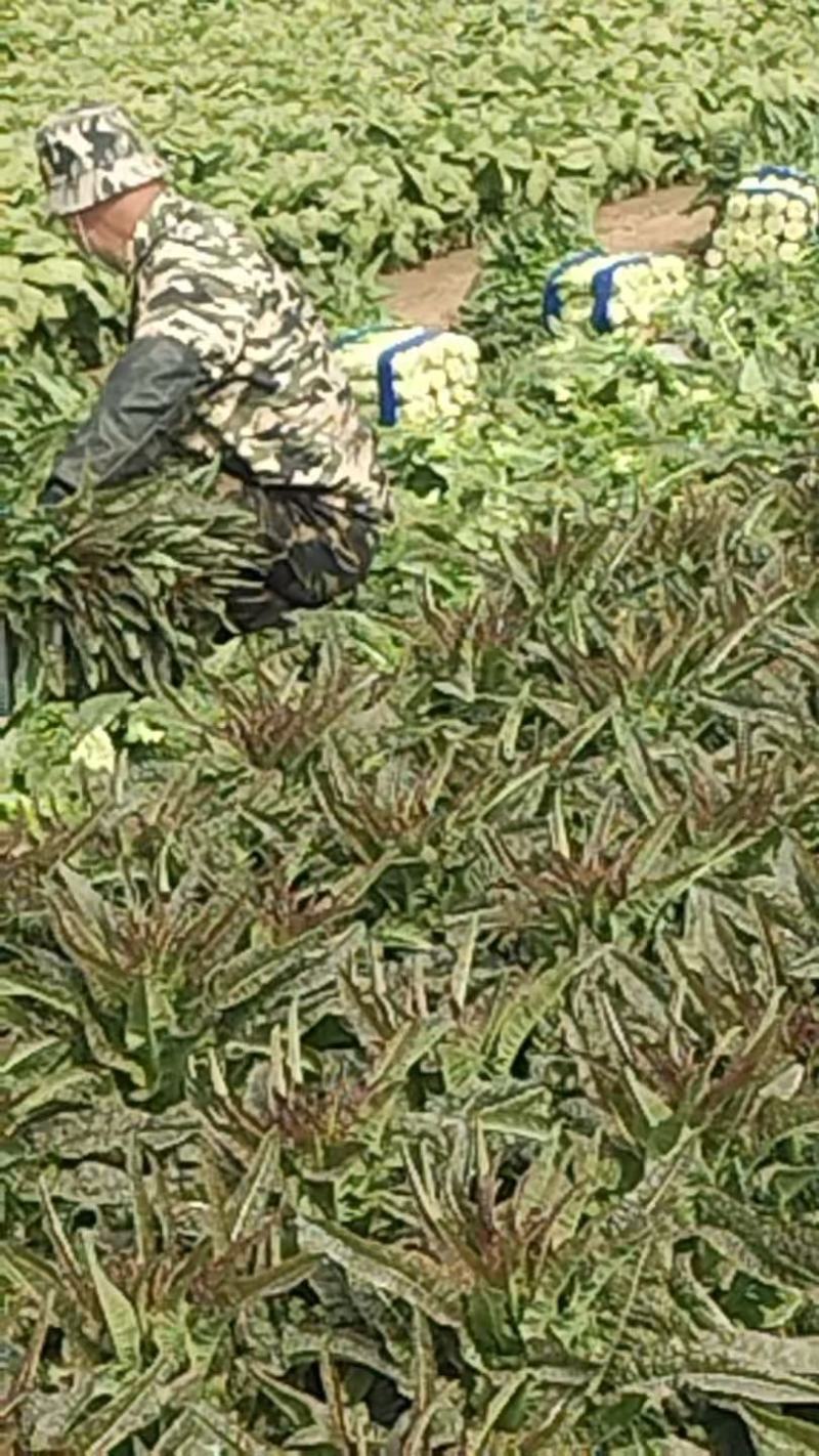 精品莴笋大量供货产地直发价格优惠品质上乘欢迎来电
