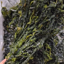 腌渍海带苗电商团购商超！！！！！！！！！