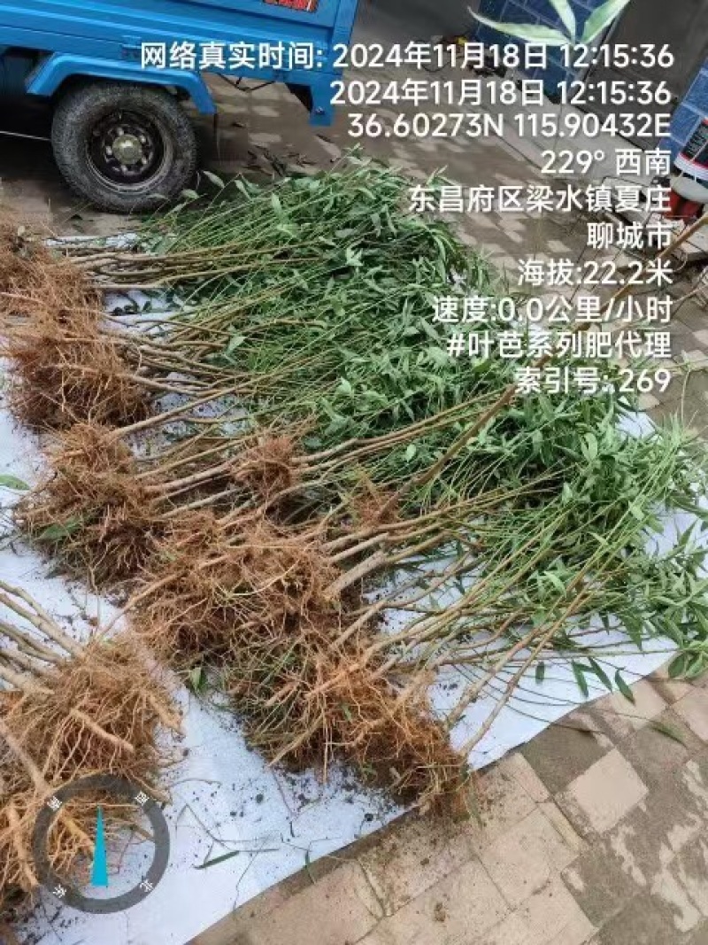 面条菜品质保证服务周到产地直发价格美丽