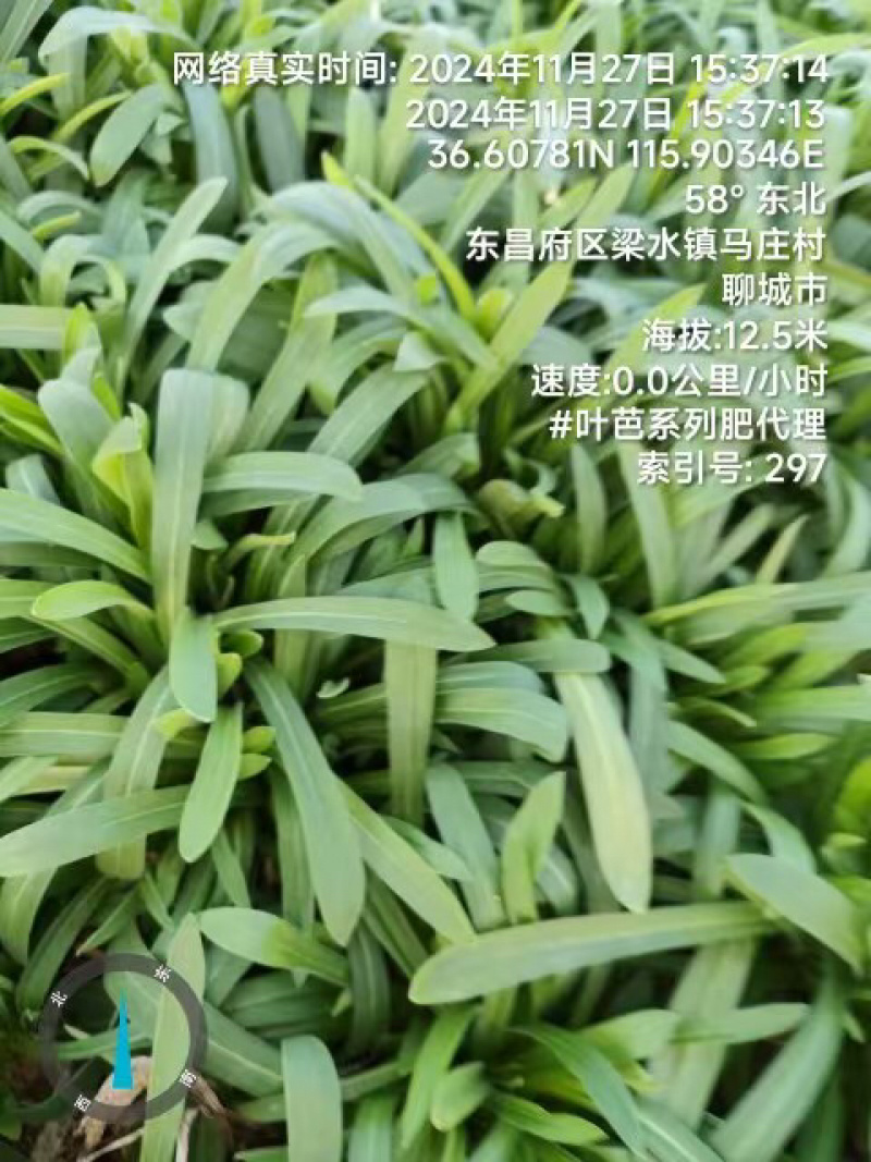 面条菜品质保证服务周到产地直发价格美丽