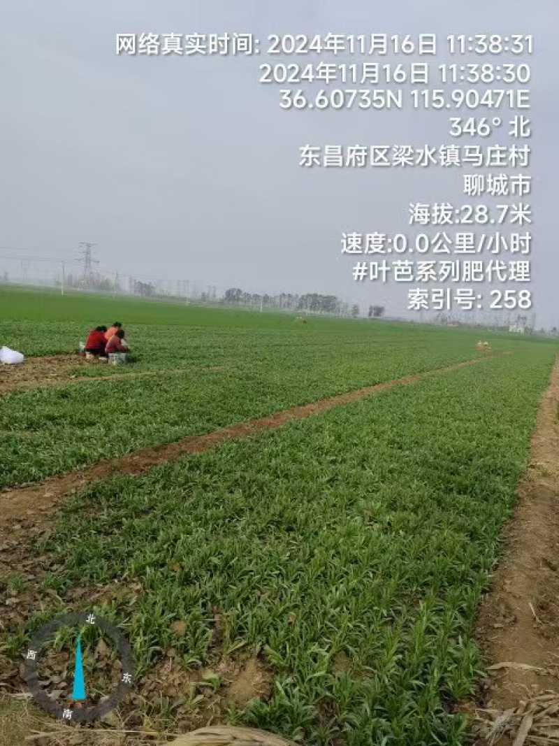 面条菜品质保证服务周到产地直发价格美丽