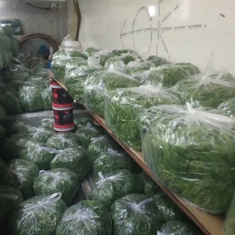 面条菜品质保证服务周到产地直发价格美丽