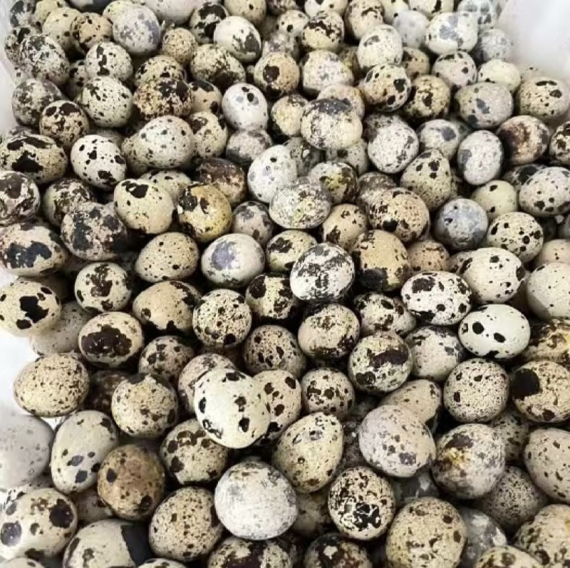 现售新鲜货