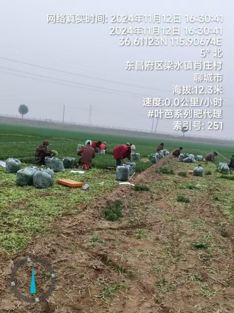 面条菜品质保证服务周到产地直发价格美丽