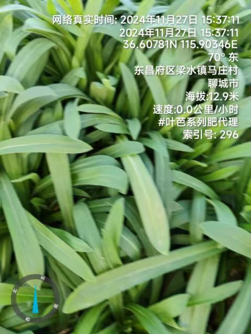 面条菜品质保证服务周到产地直发价格美丽
