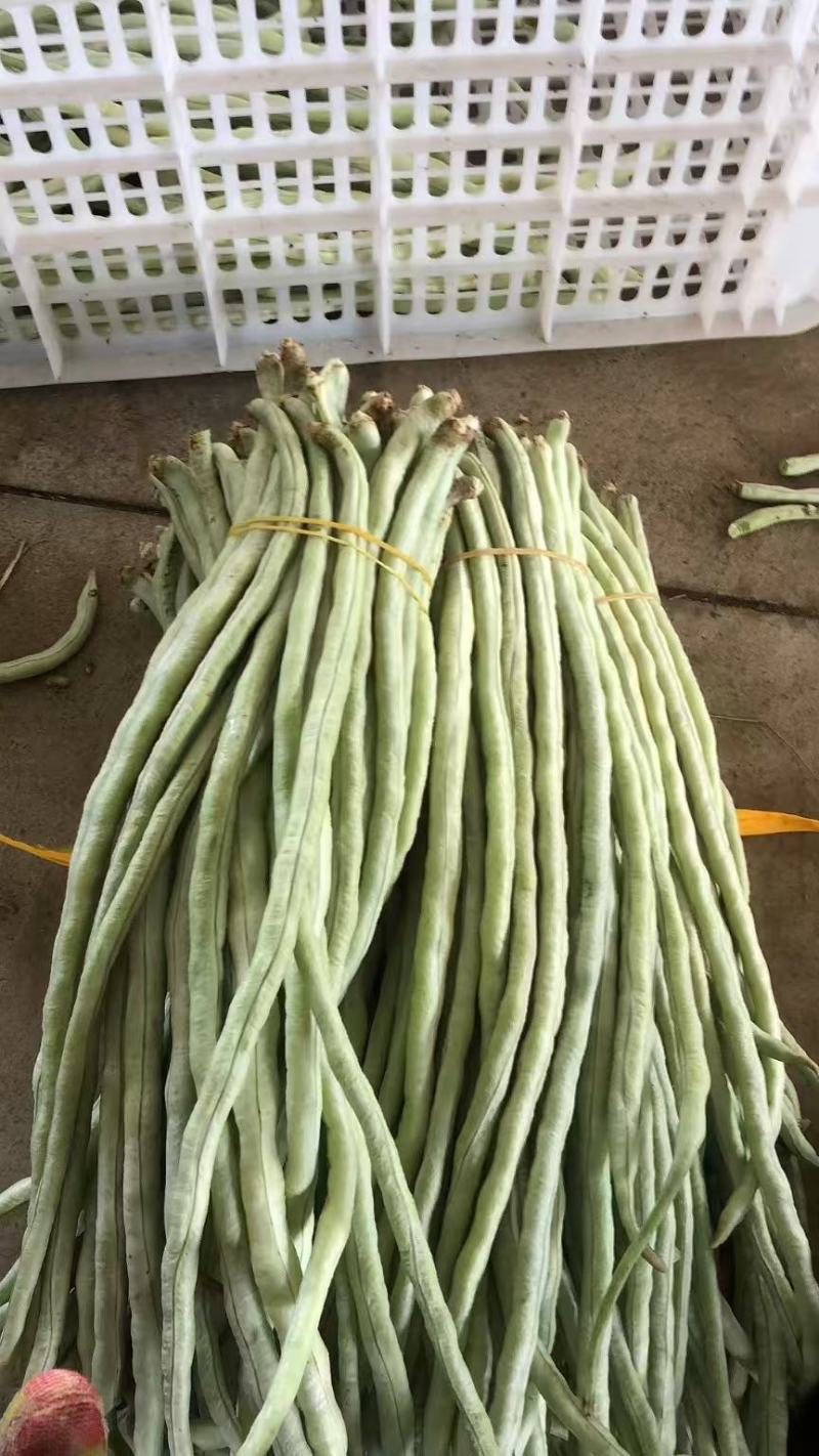 精品豆角白豆角货源充足量大从优质量保证欢迎咨询