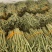 精品豆角白豆角货源充足量大从优质量保证欢迎咨询