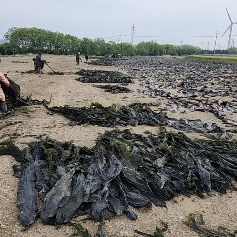 干海带无沙产地直发商超地摊展会早市电商平台