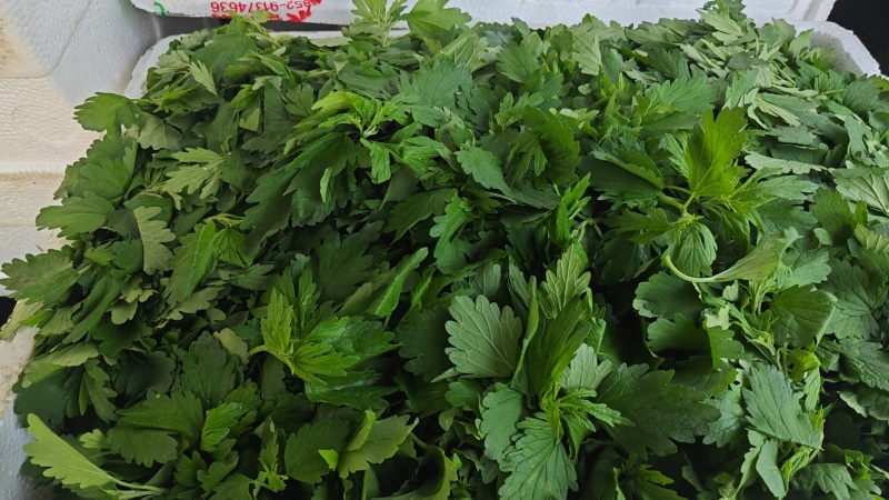 种植基地新鲜采摘益母草