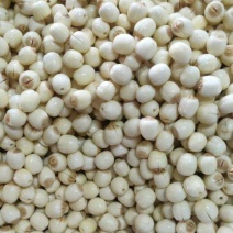 新鲜白莲子大量现货供应，规格齐全，零售批发欢迎来电洽谈