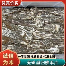 无硫当归佛手片甘肃岷县产地直发