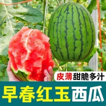 早春红玉西瓜精品小糖丸手撕西瓜承接商超电商供货代发