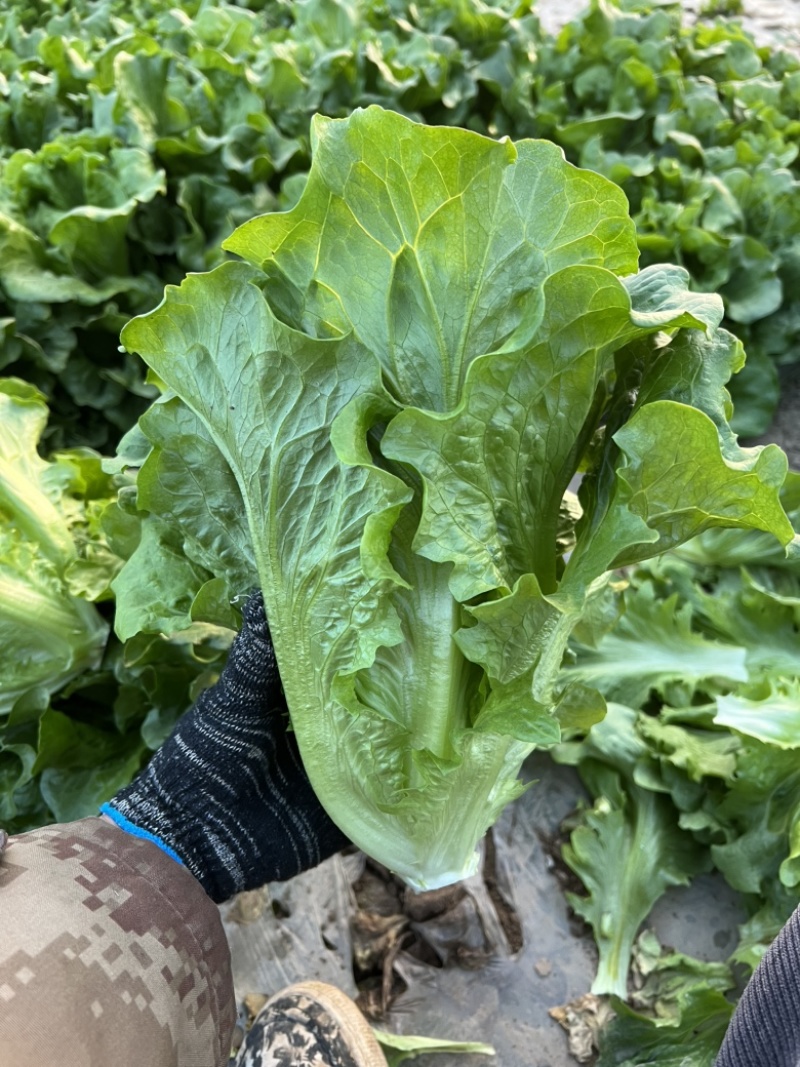 精品意大利，质量好，价格低，只做优质产品，现割现发