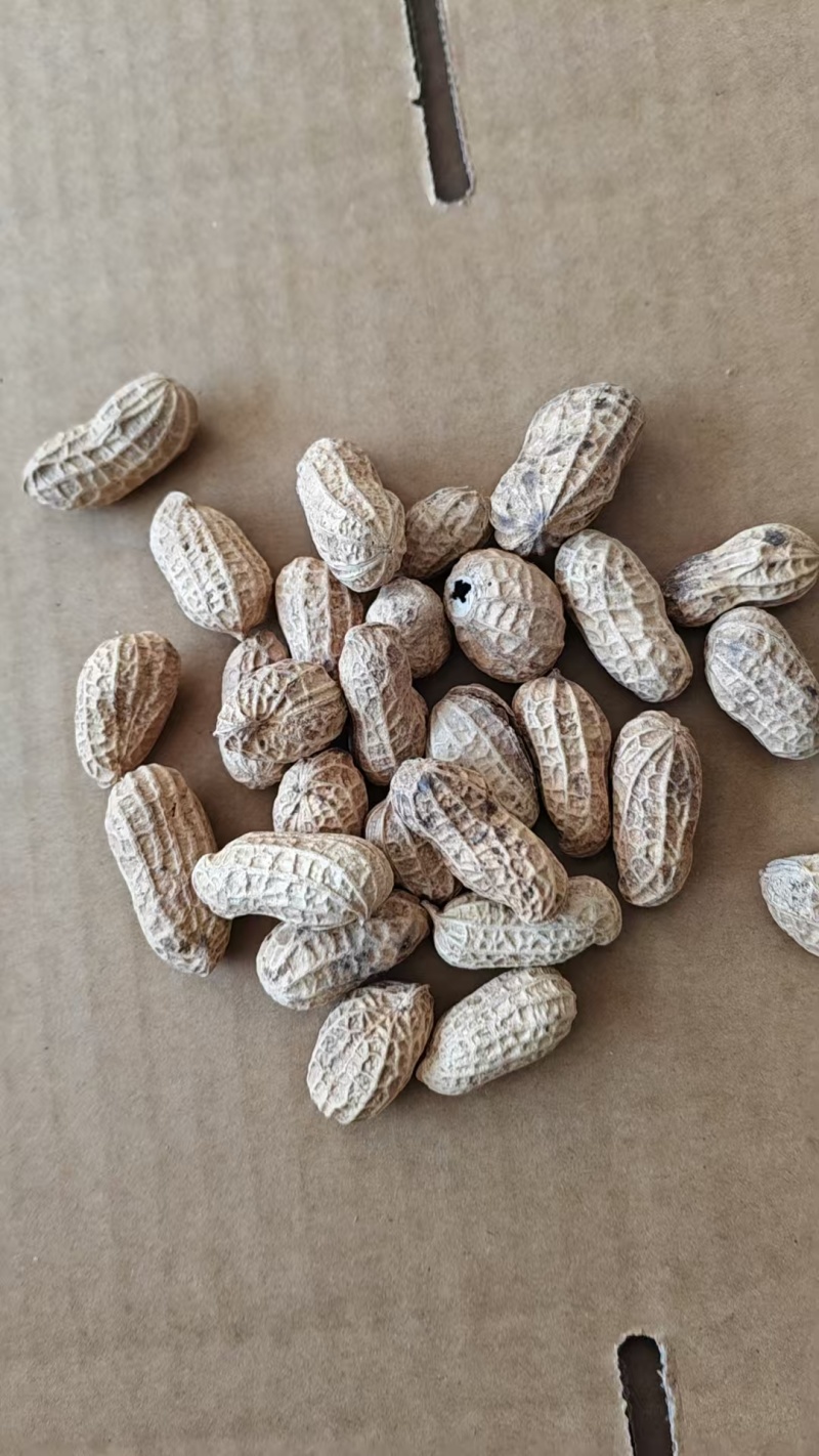 红皮花生上东枣庄，大量现货，诚信经营，欢迎采购