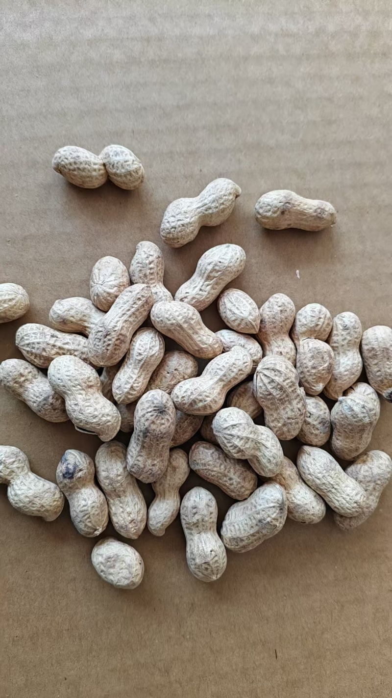 红皮花生上东枣庄，大量现货，诚信经营，欢迎采购