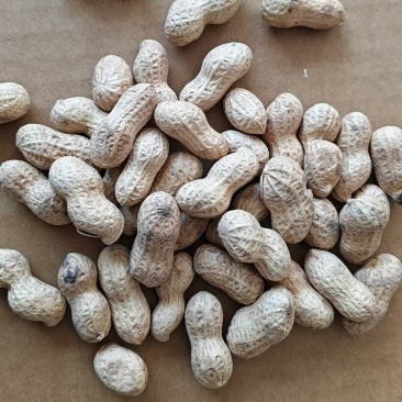 红皮花生上东枣庄，大量现货，诚信经营，欢迎采购