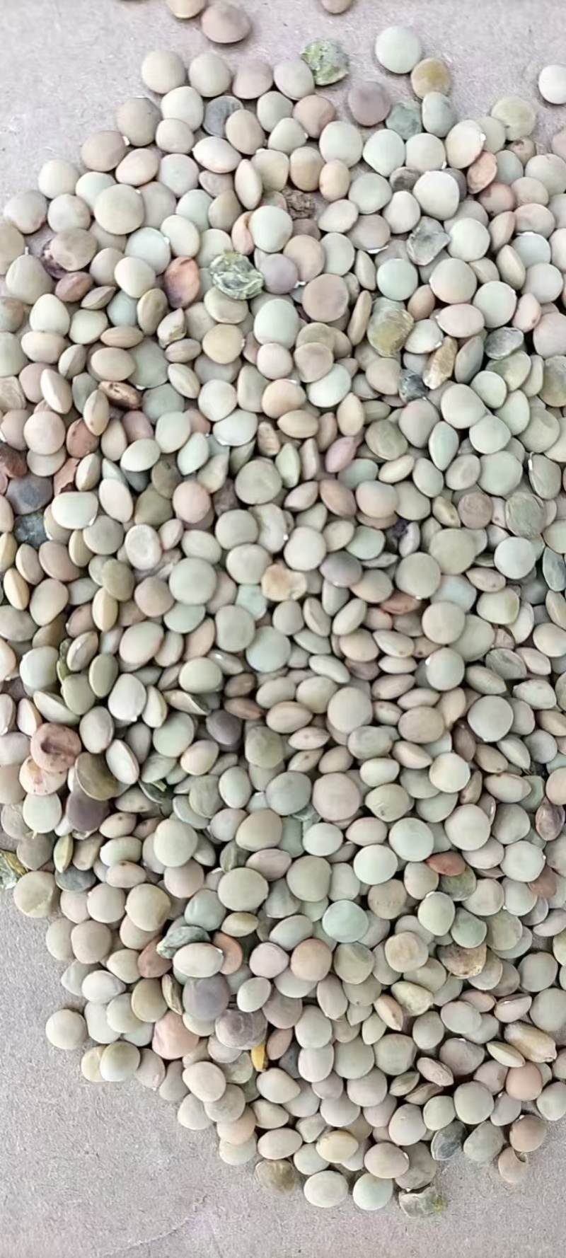 山东枣庄精品小扁豆精品粮油作物一手货源大量上市价格可以