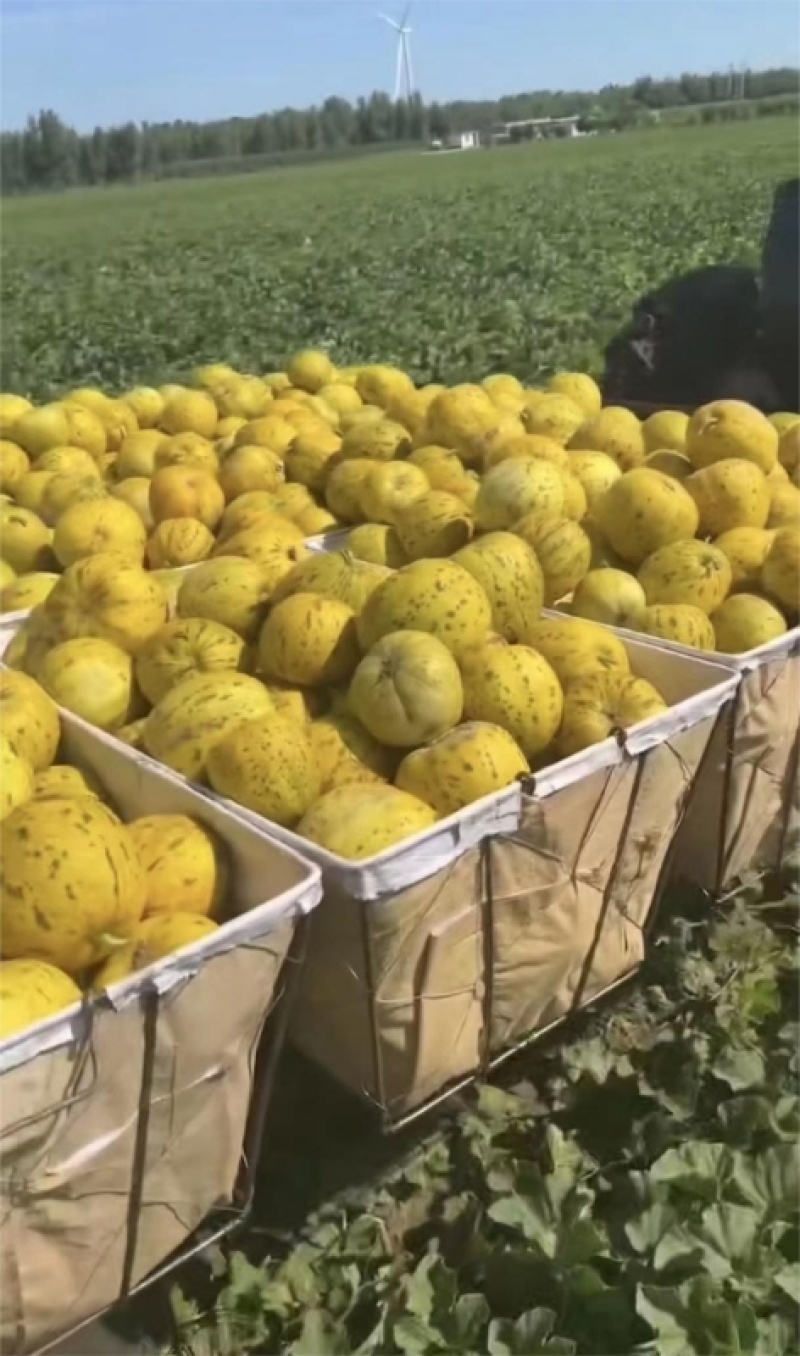 山东潍坊八里香吉糖金兰瓜大量上市，产地一手货源