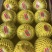 山东潍坊八里香吉糖金兰瓜大量上市,产地一手货源